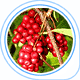 Schizandra